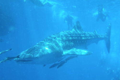 Combinatiereis Tanzania en duiken in Zanzibar 3