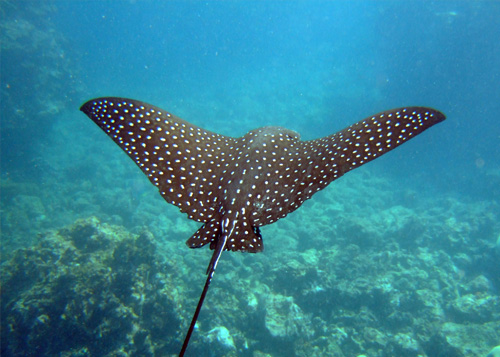 Combinatiereis Tanzania en duiken in Zanzibar 5
