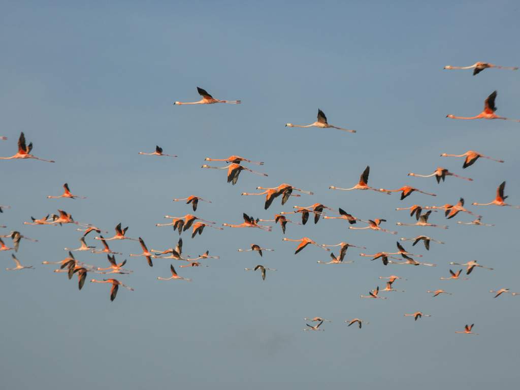 Individuele Rondreis Fantastisch Brazilie 5